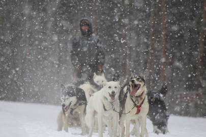 Dog Sledding in Glenwood Springs