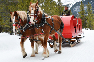 Sleigh Rides in Boulder